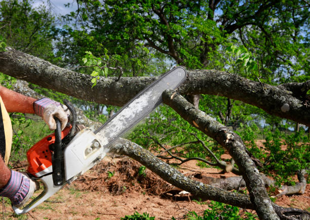 Best Lawn Maintenance Plans  in Lebanon, IN